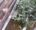 Κερατόκαμπος Ηρακλείου Κρήτης: Βρήκε γάτες δολοφονημένες με φόλες