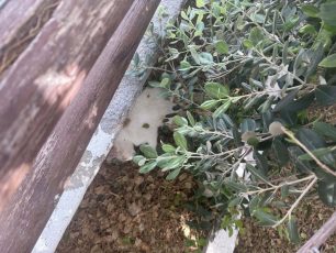 Κερατόκαμπος Ηρακλείου Κρήτης: Βρήκε γάτες δολοφονημένες με φόλες