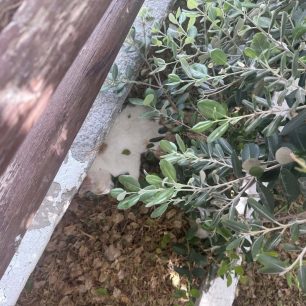 Κερατόκαμπος Ηρακλείου Κρήτης: Βρήκε γάτες δολοφονημένες με φόλες 1 KeratokamposIrakleiouKritisDilitiriasmenesGates11 5 2026 2