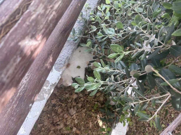Κερατόκαμπος Ηρακλείου Κρήτης: Βρήκε γάτες δολοφονημένες με φόλες