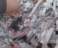 Κοζάνη: Βρήκαν γατάκι ζωντανό πεταμένο σε χωματερή θαμμένο κάτω από μπάζα (βίντεο)