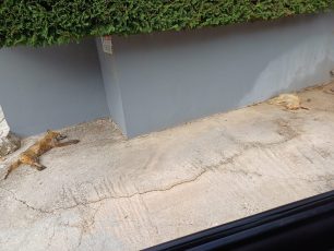 Κρυονέρι Αττικής: Με φόλες δολοφόνησε γάτες αλεπού και άλλα ζώα
