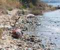 Εύβοια: Παραμένουν εκτεθειμένες στην ακτή σε κατάσταση προχωρημένης σήψης οι δολοφονημένες φώκιες