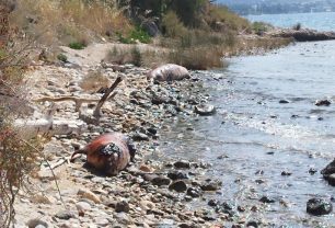 Εύβοια: Παραμένουν εκτεθειμένες στην ακτή σε κατάσταση προχωρημένης σήψης οι δολοφονημένες φώκιες