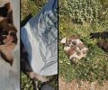 Λεύκτρα Βοιωτίας: Βρήκε νεογέννητα κουτάβια ζωντανά μέσα σε τσουβάλι πεταμένα σε χωράφι (βίντεο)