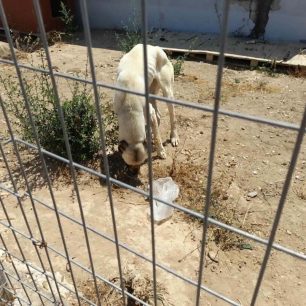 «Αστεία» ποινή για τα σκελετωμένα σκυλιά που πέθαιναν της πείνας στον Μαρκόπουλο Αττικής – H Αστυνομία δεν έκανε ό,τι πρέπει 11 MarkopoulosAttikisSkeletomenaSkylia10 6 2023 11
