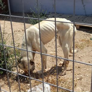 Μαρκόπουλος Αττικής: Εγκατέλειψε 3 σκυλιά χωρίς νερό και τροφή μέσα ενοικιαζόμενο χώρο 1 MarkopoulosAttikisSkeletomenaSkylia10 6 2023 13