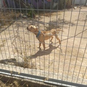 «Αστεία» ποινή για τα σκελετωμένα σκυλιά που πέθαιναν της πείνας στον Μαρκόπουλο Αττικής – H Αστυνομία δεν έκανε ό,τι πρέπει 5 MarkopoulosAttikisSkeletomenaSkylia10 6 2023 17