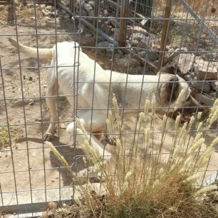Μαρκόπουλος Αττικής: Εγκατέλειψε 3 σκυλιά χωρίς νερό και τροφή μέσα ενοικιαζόμενο χώρο 2 MarkopoulosAttikisSkeletomenaSkylia10 6 2023 18