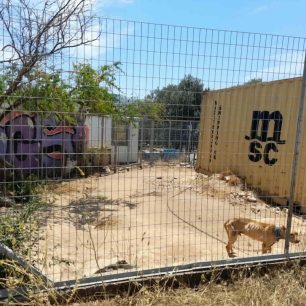 «Αστεία» ποινή για τα σκελετωμένα σκυλιά που πέθαιναν της πείνας στον Μαρκόπουλο Αττικής – H Αστυνομία δεν έκανε ό,τι πρέπει 15 MarkopoulosAttikisSkeletomenaSkylia10 6 2023 6