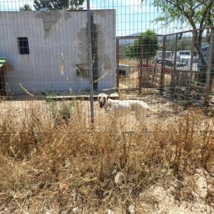 «Αστεία» ποινή για τα σκελετωμένα σκυλιά που πέθαιναν της πείνας στον Μαρκόπουλο Αττικής – H Αστυνομία δεν έκανε ό,τι πρέπει 14 MarkopoulosAttikisSkeletomenaSkylia10 6 2023 8