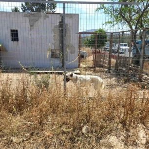 «Αστεία» ποινή για τα σκελετωμένα σκυλιά που πέθαιναν της πείνας στον Μαρκόπουλο Αττικής – H Αστυνομία δεν έκανε ό,τι πρέπει 16 MarkopoulosAttikisSkeletomenaSkylia10 6 2023 9
