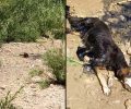 Μεσσηνία: Βρήκε σκύλο κολλημένο σε πίσσα μέσα σε ξερό χείμαρρο κάτω απ’ τη γέφυρα Τσακώνας (βίντεο)
