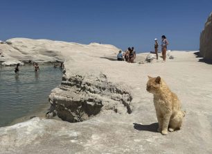 Μήλος: Έκκληση για τη διάσωση σκελετωμένης γάτας στο Σαρακήνικο