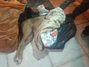 Πέθανε από θερμοπληξία σκύλος που έμεινε για ώρες κλεισμένος σε Ι.Χ. - Ο ιδιοκτήτης πέταξε το πτώμα του στο πεζοδρόμιο στο Μοσχάτο Αττικής (βίντεο)