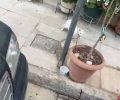 Αθήνα: Βρήκαν γάτα δεμένη σε κολώνα παρατημένη στο πεζοδρόμιο στα Πετράλωνα