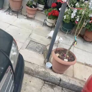 Αθήνα: Βρήκαν γάτα δεμένη σε κολώνα παρατημένη στο πεζοδρόμιο στα Πετράλωνα 1 PetralonaAthinaGataDemeniKolona13 5 2026 2