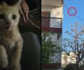 Πόρτο Ράφτη Αττικής: Εθελοντές διασώστες έσωσαν γατάκι που έκανε ισορροπία σε καλώδιο της Δ.Ε.Η. (βίντεο)