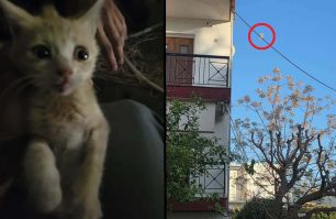 Πόρτο Ράφτη Αττικής: Εθελοντές διασώστες έσωσαν γατάκι που έκανε ισορροπία σε καλώδιο της Δ.Ε.Η. (βίντεο)