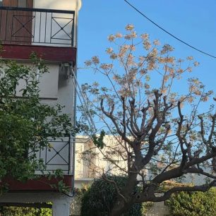 Πόρτο Ράφτη Αττικής: Εθελοντές διασώστες έσωσαν γατάκι που έκανε ισορροπία σε καλώδιο της Δ.Ε.Η. (βίντεο) 2 PortoRaftiAttikisGatakiKalodioDEH28 4 2026 2