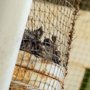 Μεσσηνία: Πολλά πουλιά νεκρά παγιδευμένα σε δίχτυα στα διόδια Καλαμάτας 1 PouliaNekraDixtyaDiodiaMoreasKalamata26 5 2026 1