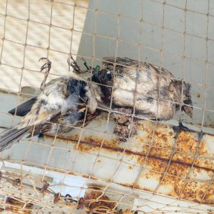 Μεσσηνία: Πολλά πουλιά νεκρά παγιδευμένα σε δίχτυα στα διόδια Καλαμάτας 4 PouliaNekraDixtyaDiodiaMoreasKalamata26 5 2026 3