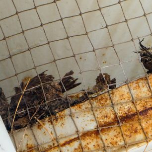 Μεσσηνία: Πολλά πουλιά νεκρά παγιδευμένα σε δίχτυα στα διόδια Καλαμάτας 6 PouliaNekraDixtyaDiodiaMoreasKalamata26 5 2026 5
