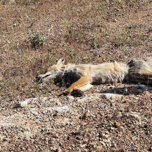 Ριτσώνα Εύβοιας: Δύο σκυλιά και μια αλεπού δολοφονημένα με φόλες 2 RitsonaEviasAlepouDilitiriasmeni3 5 2026 1