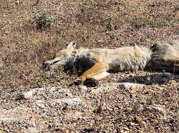 Ριτσώνα Εύβοιας: Δύο σκυλιά και μια αλεπού δολοφονημένα με φόλες