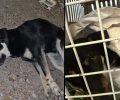 Μεταφέρθηκε σε κτηνιατρείο ο τραυματισμένος σκύλος που εντοπίστηκε στη Σαντορίνη (βίντεο)