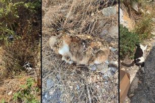 Σέριφος: Καταγγέλλει τη δολοφονία γατιών με φόλες στη Χώρα