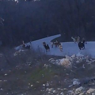 Εκατοντάδες αδέσποτα σκυλιά υποφέρουν στα ορυχεία της Δ.Ε.Η. που κλείνουν στον νομό Κοζάνης και κανείς δεν νοιάζεται 4 SkyliaAdespotaKozani20 2 2024 5