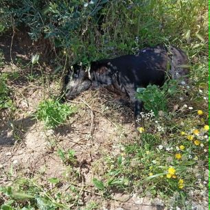 Με φόλες δολοφόνησε τρία αδέσποτα σκυλιά στη Σταμάτα Αττικής 4 StamataAttikisDilitiriasmenosSkylos4 5 2026 1