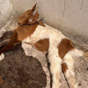 Σύμη: Κτηνοτρόφος πέταξε μωρό κατσικάκι ζωντανό σε κάδο σκουπιδιών 2 SymiKatsikakiPetamenoKadosSkoupidion28 5 2026 0