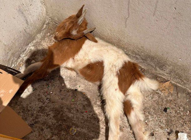 Σύμη: Κτηνοτρόφος πέταξε μωρό κατσικάκι ζωντανό σε κάδο σκουπιδιών