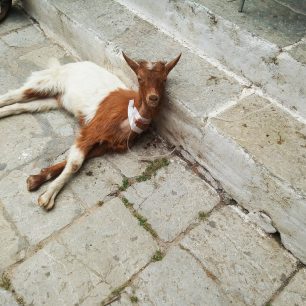Σύμη: Κτηνοτρόφος πέταξε μωρό κατσικάκι ζωντανό σε κάδο σκουπιδιών 4 SymiKatsikakiPetamenoKadosSkoupidion28 5 2026 1