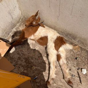 Σύμη: Κτηνοτρόφος πέταξε μωρό κατσικάκι ζωντανό σε κάδο σκουπιδιών 3 SymiKatsikakiPetamenoKadosSkoupidion28 5 2026 3