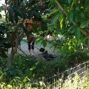 Ζάκυνθος: 30.000 € πρόστιμο στον άνδρα που πυροβόλησε με κυνηγετικό όπλο και έθαψε μαζί με τη γυναίκα του σκύλο ζωντανό το 2018 (βίντεο) 3 ZakynthosLaganasThavounSkyloZontano4 5 2018 1