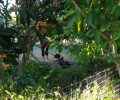 Ζάκυνθος: 30.000 € πρόστιμο στον άνδρα που πυροβόλησε με κυνηγετικό όπλο και έθαψε μαζί με τη γυναίκα του σκύλο ζωντανό το 2018 (βίντεο)