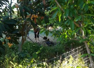 Ζάκυνθος: 30.000 € πρόστιμο στον άνδρα που πυροβόλησε με κυνηγετικό όπλο και έθαψε μαζί με τη γυναίκα του σκύλο ζωντανό το 2018 (βίντεο)