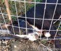 Ζάκυνθος: 9-6-2020 η δίκη του ζευγαριού που πυροβόλησε και έθαψε ζωντανό σκύλο στον Λαγανά