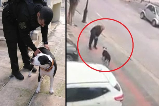 Αθήνα: Καταδικάστηκε σε 7 χρόνια φυλάκιση με αναστολή μέχρι την έφεση άνδρας που έβαζε τον σκύλο του να σκοτώνει γάτες (βίντεο)