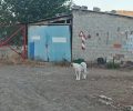 Ακραίφνιο Βοιωτίας: Δεκάδες ζώα, πρόβατα, βοοειδή κ.ά. κάηκαν ζωντανά σε στάνες (βίντεο)