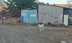 Ακραίφνιο Βοιωτίας: Δεκάδες ζώα, πρόβατα, βοοειδή κ.ά. κάηκαν ζωντανά σε στάνες (βίντεο)