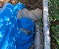 Αμάρυνθος Εύβοιας: Πέταξε πέντε νεογέννητα κουτάβια μέσα σε σακούλα (βίντεο)