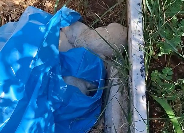 Αμάρυνθος Εύβοιας: Πέταξε πέντε νεογέννητα κουτάβια μέσα σε σακούλα (βίντεο)