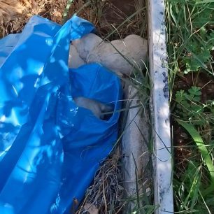Αμάρυνθος Εύβοιας: Πέταξε πέντε νεογέννητα κουτάβια μέσα σε σακούλα (βίντεο) 2 AmarynthosEviasKoutaviaNeogennitaKouta14 6 2026 2