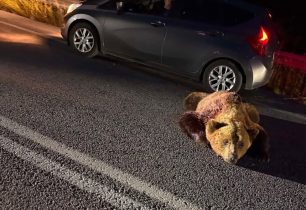 Ακόμα μια αρκούδα δολοφονημένη με κυνηγετικό όπλο κοντά στο Αμμοχώρι Φλώρινας