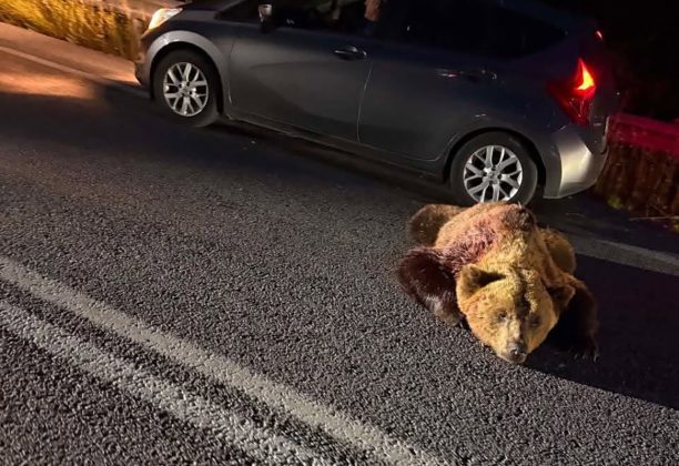 Ακόμα μια αρκούδα δολοφονημένη με κυνηγετικό όπλο κοντά στο Αμμοχώρι Φλώρινας