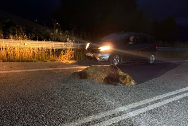 Η στοχοποίηση αρκούδων και λύκων και οι προτροπές για δολοφονίες άγριων ζώων δεν είναι τυχαίες
